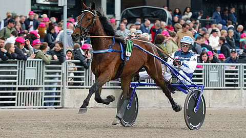 Magic Madonna on päivän ideavarma. 