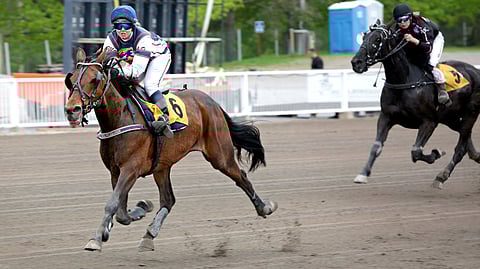M.T. Jerebko on aloittanut montéssa loistavasti. Ensimmäisessä montéstartissaan ruuna oli toinen, mutta sen jälkeen on tullut pelkkiä voittoja.