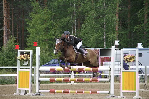 Kesällä ratsastuskoulutunneillakin ahertanut ruuna Äänenkantaja on taas huippuvedossa.