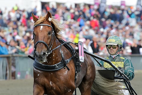 Parvelan Retu kilpailee tänään ensi kertaa ravikuninkaana. Jyväskylässä oriin statistiikka on täydellinen: 7 starttia - 7 voittoa.