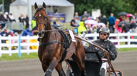 Daniel Redénin Mister Hercules nähdään Solvallassa sunnuntaina.
