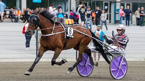 Showtimejackflower jatkaa uraansa Nina Pettersson-Perklénin tallista.