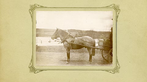 Mirkku II, toiselta nimeltään Mirkunpoika oli suosittu jalostusori 1800-luvulla. 