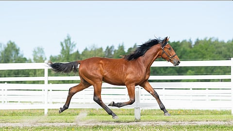 Orivarsa Generally Speaking vauhdissa Menhammarin tarhassa. 