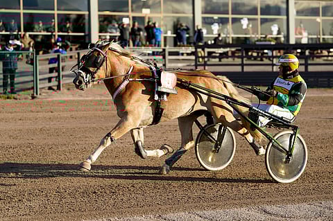 Varsakunkun voittanut Hentun Liisa tavoittelee kuninkuusraviviikonloppuna Pikkuprinsessa-titteliä.