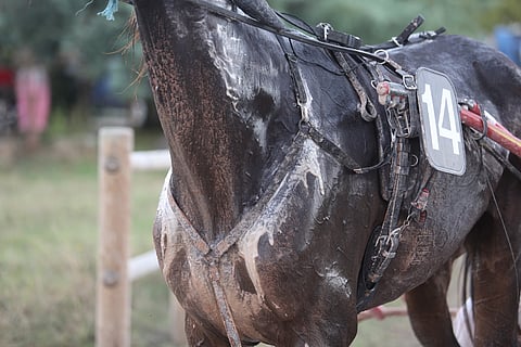 Hevonen on eläinmaailman superhikoilija. 