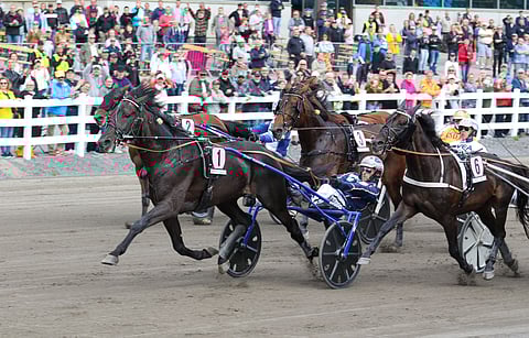 Huippukyvykkääksi tiedetty aikansa kriteriumvoittaja Run For Royalty on Pekka Korven valmennuksessa noussut kapasiteettinsa mahdollistamalle tasolle. St Michel -ajossa se oli paras ajalla 09,7aly.