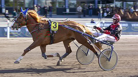 Kukkarosuon Kurkon pitäisi pärjätä tänään.