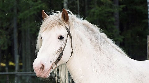 Silmät olivat tummat, kuin meikatut ja korvat ruskeat, muuten kokovalkoinen vähäisin ruskein pilkuin. 