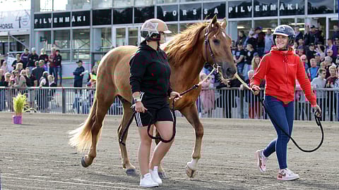 Pyssyharjun Roomeo kohosi kunkkarihuutokaupan kalleimmaksi hevoseksi.