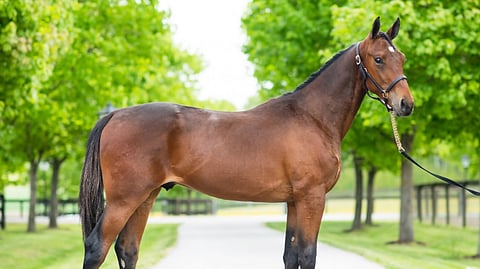 Tältä näyttää kahden miljoonan varsa Godot. Kuva: