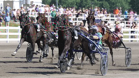 Run For Royalty on noussut monien ennakkosuosikiksi ennen sunnuntain finaalia. Pekka Korvella on lisäksi kaksi muutakin saumaa loppukilpailussa.