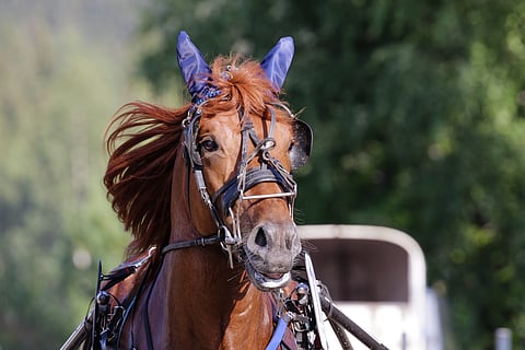 Trumppi valmentautuu nykyään Nokialla.