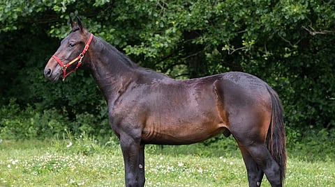 Lemon Not Lime on ensimmäinen myytävä Greenshoen varsa.