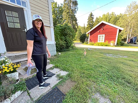 Mistä hevosen ruokinnassa on kyse? Sitä Kristiina Alangon mielestä jokaisen hevosenomistajan kannattaisi miettiä. 