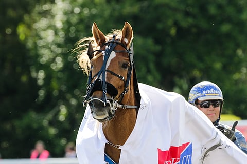 Lily on mielenkiintoinen vahvistus Juhani Inkisen talliin.