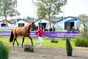 Tässä voittajasuosikki Vamos Amigo vet checkissä. 