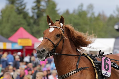 Uljas Suomalainen oli Forssassa kuninkuuskisassa viides ja on pysynyt kilpakunnossa koitoksen jälkeen.