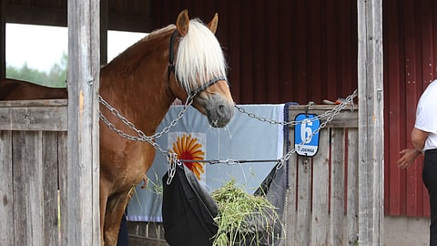 Pääkirjoitus: Puurot ja mössöt sekaisin