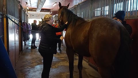 Ravileirillä rentoudutaan kokonaisvaltaisesti hevosen kanssa.