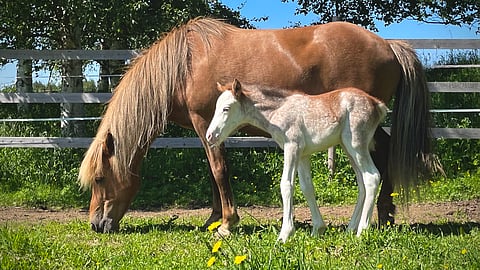 Smahildur on harvinaisen värinen. 