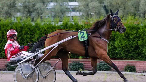 Jari ja Jarmo Kinnusen omistama ja kasvattama Shackhills Twister avaa kautensa Vermossa.