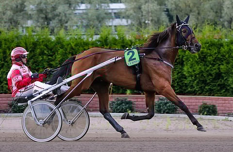 Shackhills Twister on voittanut kauden yhdeksästä startistaan seitsemän.
