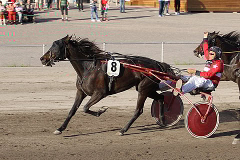 Flying Duck on kilpaillut pitkään. Kuvassa tamma voittaa 6-vuotiaana Jokimaalla Henry M. Bollströmin tuulettaessa.