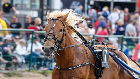 Viisivuotias Fransson starttaa lauantain Derbyssä radalta kaksi.