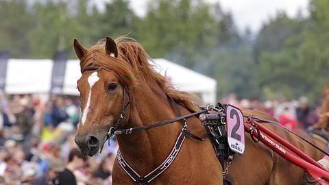 Laukat sotkivat Vixelin menoa viime vuonna, mutta tänä vuonna valmentajan toiveet ovat korkealla.
