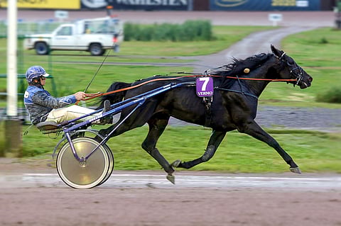 Samvais on kilpaillut kaikki uran aiemmat startit Tuomas Korvenojan valmennuksesta.