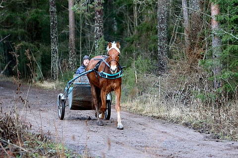 Metsän ja hevosten ei tarvitse etääntyä suomalaisista.