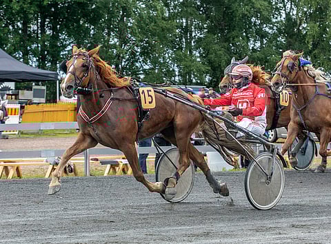 Piskon Pouta oli viimeksi Ylivieskan Helätin-ajossa omaa luokkaansa.