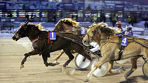Krista voitti alkuvuodesta Vermossa kahdesti. Hannu Torvinen on ajanut Saila Jalosen tamman kaikki tämän vuoden startit ja jatkaa ohjissa myös tänään.