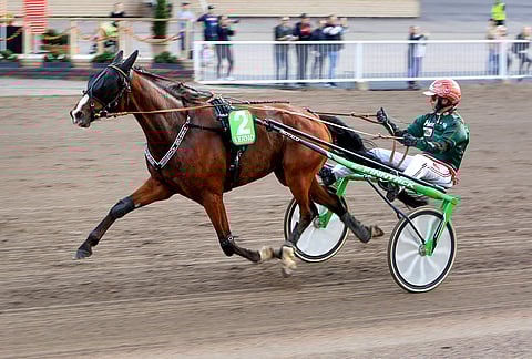 Tattoo Avenger voitti 14 uransa 48 startista, tienasi 77 537 euroa ja juoksi ennätyksen 12,3.