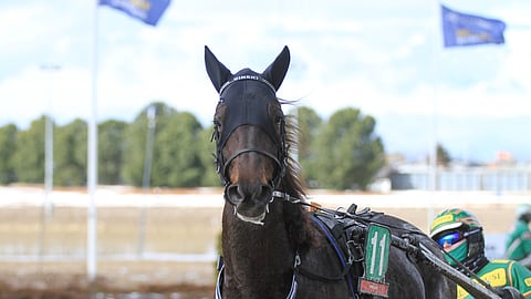 Numerolla 11 tänäänkin kilpaileva Vincent C.D. on lohdutonta tulosriviään selvästi vaarallisempi. Ari Moilanen ajaa oritta toista kertaa. Kuvassa ohjissa on Jukka Torvinen.