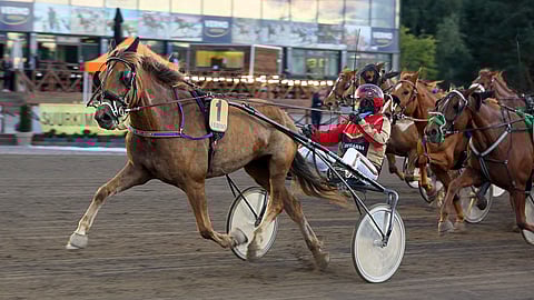 Leppävirtalaistamma Helmi-Huki pystyy järjestämään Vieremällä kaiken onnistuessa ison yllätyksen.