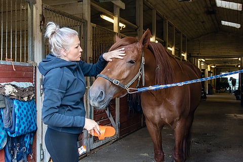 V.G. Voitto on ihmisläheinen hevonen, Kaisa Tamminen sanoo.