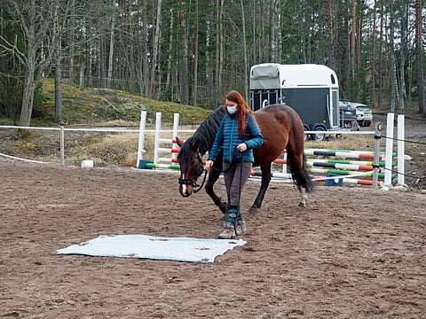 Tutkimuksessa Océane Liehrmann taluttaa hevosta pehmeälle alustalle, jollaisella tämä hevonen ei ole ennen kävellyt. 