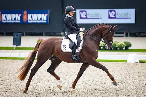 Life Time on suoraviivainen ja kaikissa askellajeissa hyvin liikkuva hevonen. 
