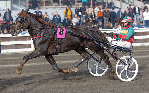 Jani Suonperä jatkaa Landen Paukun ohjastajana myös tulevana viikonloppuna.