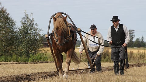 Hevoskynnön SM-kisojen yksikkösarjan voittaja Hotlerin tyylinäyte.