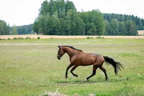 All Star Mint voitti kahdeksan kertaa putkeen ennen syksyistä huilitaukoaan. 