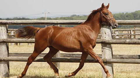 Juha Lehtolan ja Jari Sillanpään Ranskaan kasvattama orivarsa L'As Avenger oli keskitasoa hintavampi Deauvillessä. Kuva: