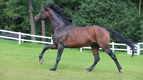 Florentinus V laukkaa vehreämmillä laidunmailla. 