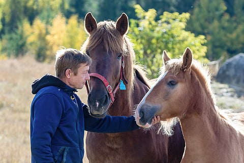 Sarikanin emä Samurain ja tämänkesäinen täysveli Samaken nauttivat Onni Sillanpään rapsutuksista syyskesän viimeisinä laidunpäivinä.  