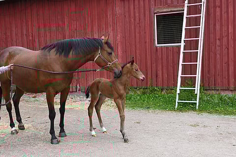 Muru-tamman jalan haavaa hoidettiin otsonivedellä kotitallilla alkukesästä 2021. Paranemisen jälkeen se tuli pian kantavaksi ja varsa syntyi tänä vuonna.