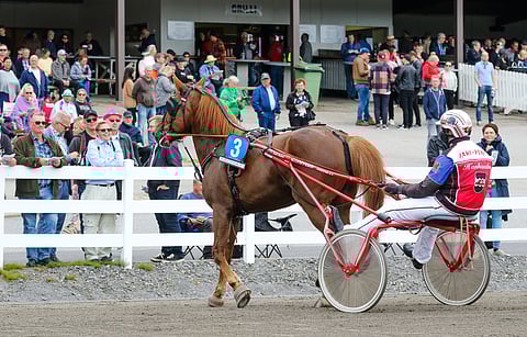 Yleisö ihasteli kesällä Mikkelissä Henri Bollströmin ohjastamaa Vale-Elliä. Perjantaina sama kaksikko jahtaa voittoa Varsakunkussa.