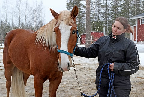 Hujake on Anu Suutarin silmäterä.