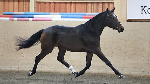 May Day's Dominon ravi sai arvosanan 9,5.